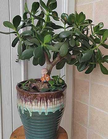 适合在卧室养的花