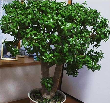 适合在卧室养的花