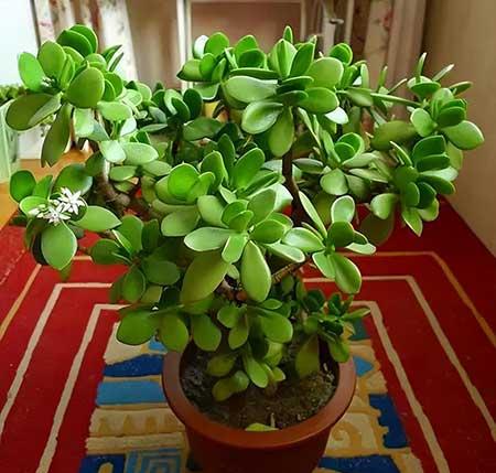 适合在卧室养的花