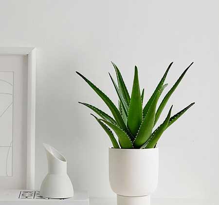 适合在卧室养的花