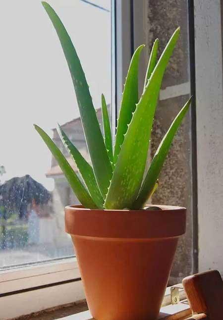 适合在卧室养的花