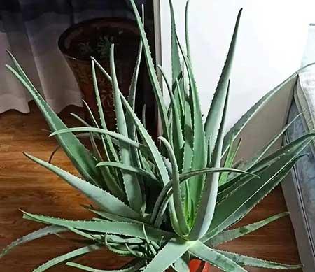 适合在卧室养的花