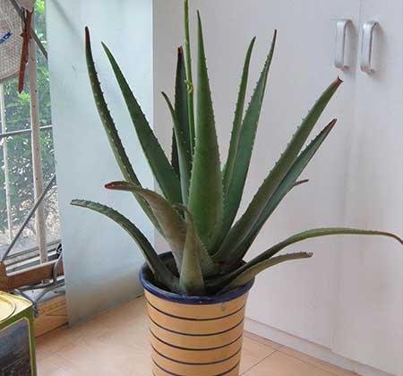 适合在卧室养的花