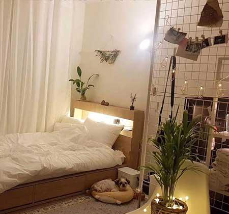 适合在卧室养的花