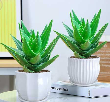 适合在卧室养的花