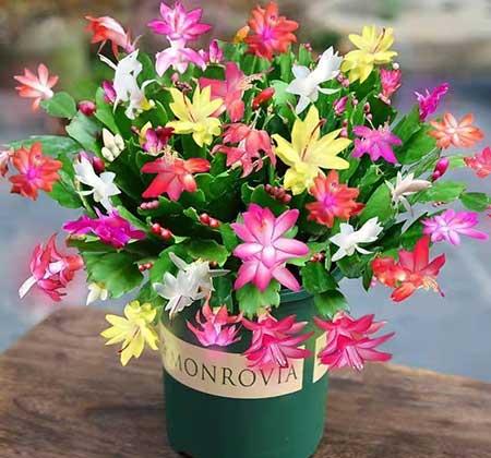 适合在卧室养的花