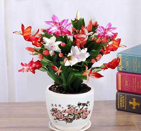 适合在卧室养的花