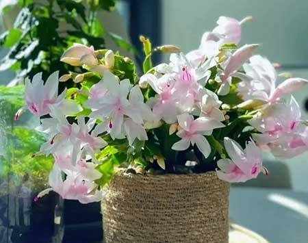 适合在卧室养的花