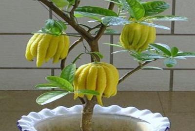 佛手盆栽怎么养