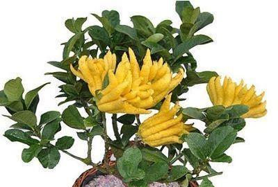 佛手盆栽怎么养