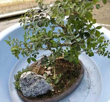 养护花草的小技巧