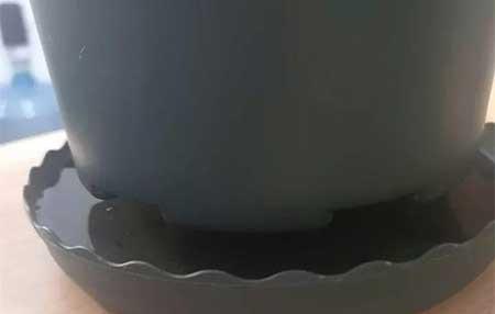 养护花草的小技巧