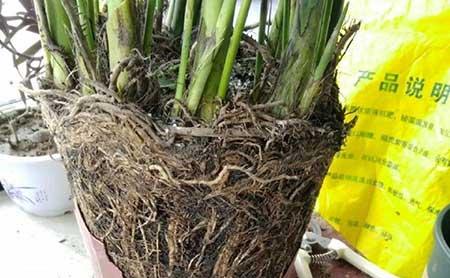 养护花草的小技巧