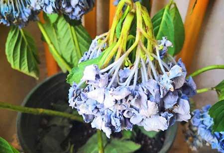 养护花草的小技巧