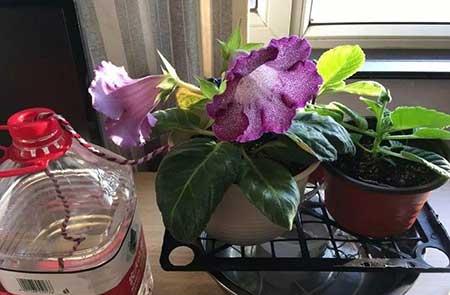 养护花草的小技巧