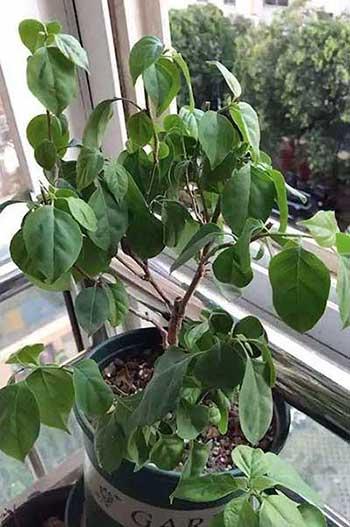 养护花草的小技巧