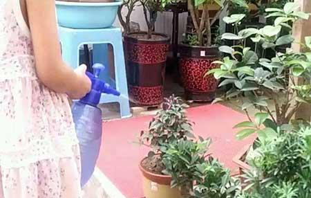 养护花草的小技巧