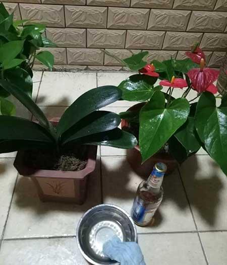 养护花草的小技巧