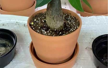 养护花草的小技巧