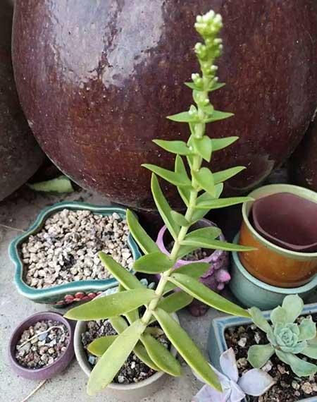 养护花草的小技巧