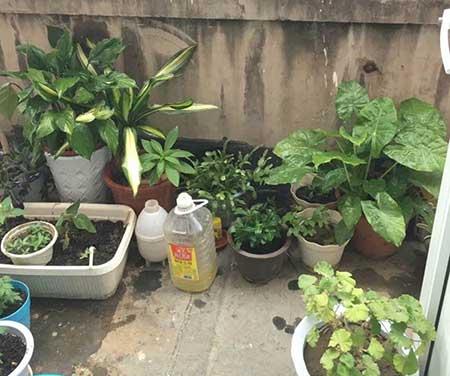 养护花草的小技巧