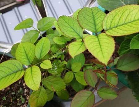 养护花草的小技巧