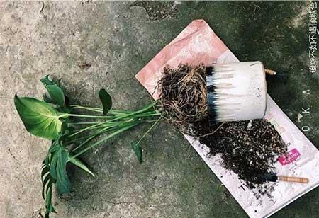 养护花草的小技巧