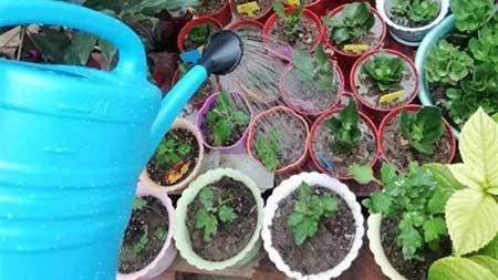 养护花草的小技巧