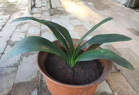 养护花草的小技巧