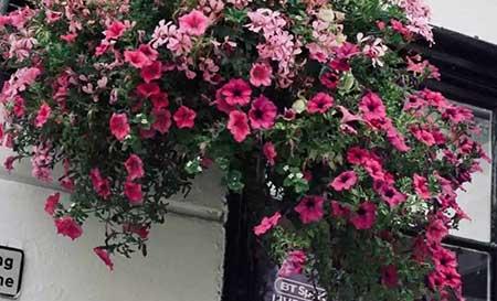 养护花草的小技巧