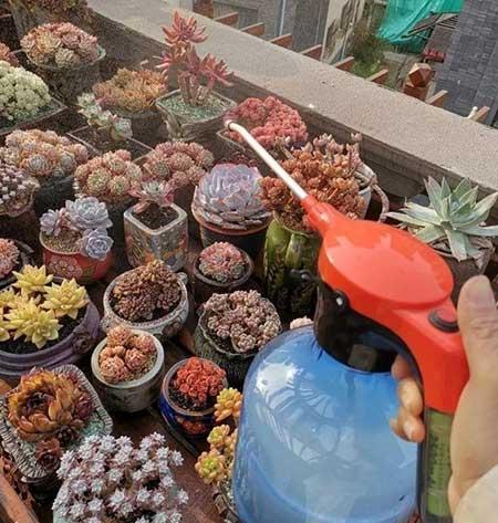 养护花草的小技巧