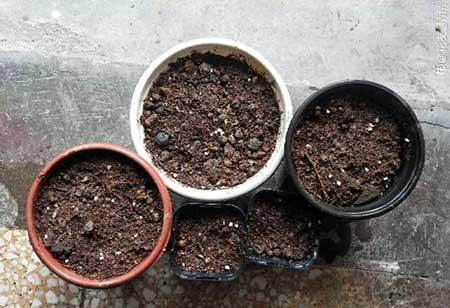 养护花草的小技巧