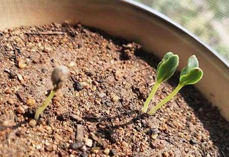 养护花草的小技巧