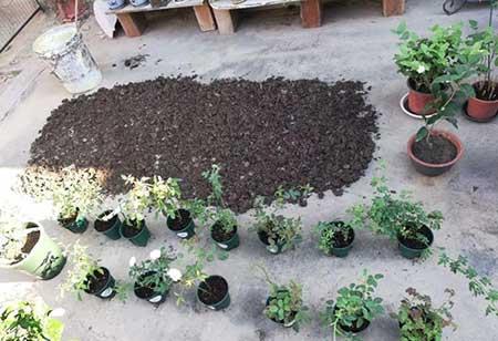 养护花草的小技巧