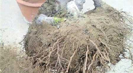 养护花草的小技巧