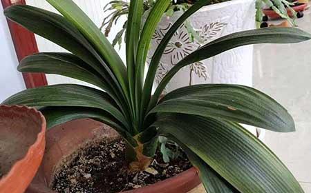 养护花草的小技巧