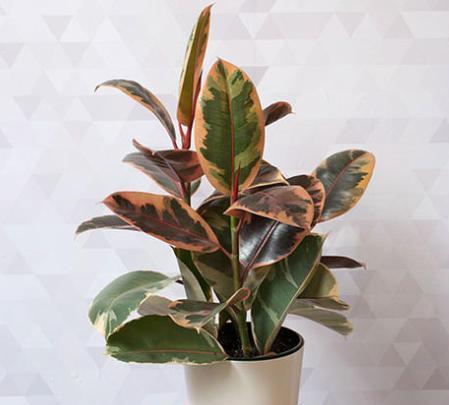 室内绿植怎么养