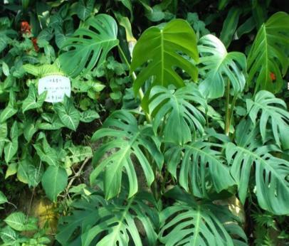 室内绿植怎么养