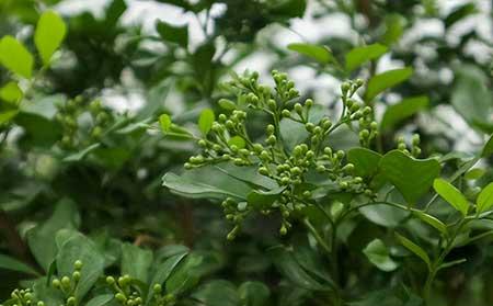 花卉九里香怎么养