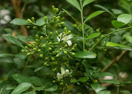 花卉九里香怎么养