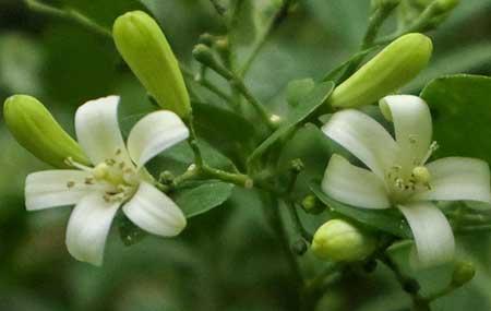 花卉九里香怎么养