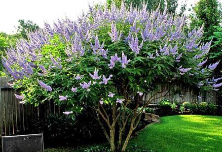 北方最好养的盆栽花卉