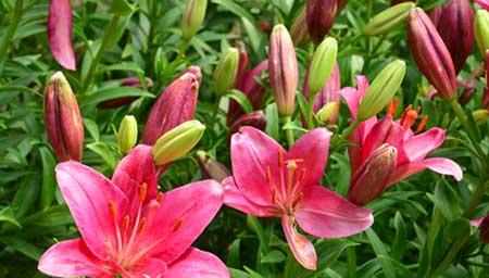 北方最好养的盆栽花卉