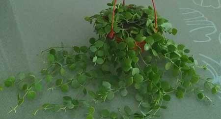 阳台适合养什么绿植