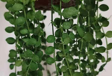 阳台适合养什么绿植