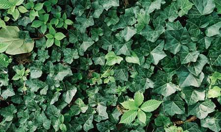 阳台适合养什么绿植