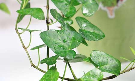 阳台适合养什么绿植