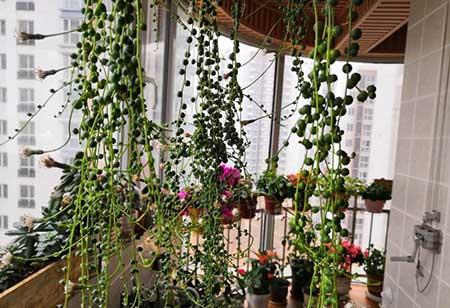 阳台适合养什么绿植