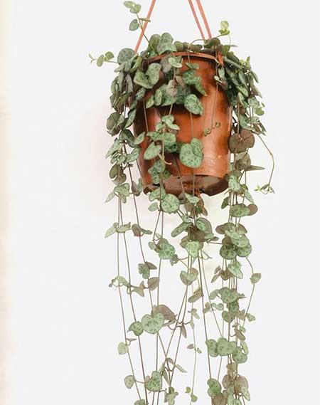 阳台适合养什么绿植