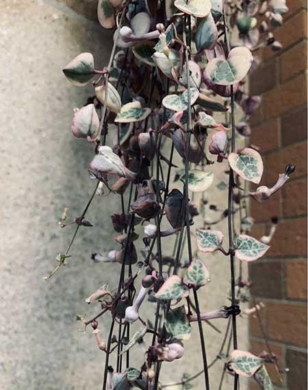 阳台适合养什么绿植